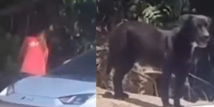 Vídeo: mulher é filmada abandonando um cachorro em Manaus