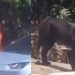 Vídeo: mulher é filmada abandonando um cachorro em Manaus