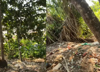 Moradores sentem f0rte odor em área de mata do Parque Mosaico e encontram mulher m0rt@