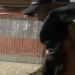 Cinco homens são suspeitos de e$tupr0 coletivo de menina indígena no interior do AM