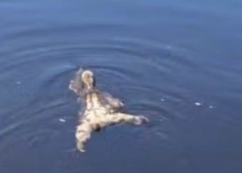 “É um cachorro?”: turistas se surpreendem ao encontrar bicho-preguiça nadando em rio no Amazonas