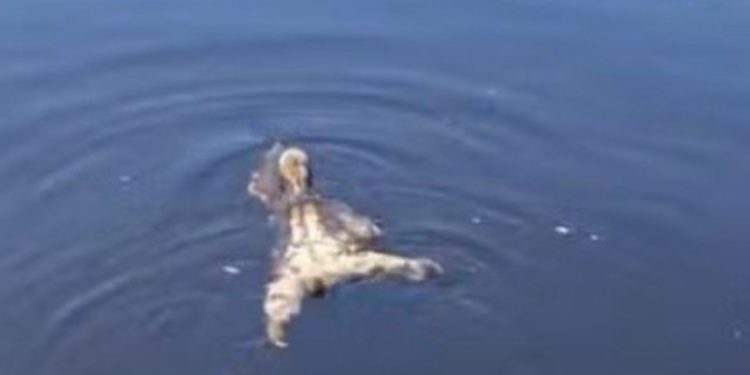 “É um cachorro?”: turistas se surpreendem ao encontrar bicho-preguiça nadando em rio no Amazonas