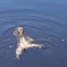 “É um cachorro?”: turistas se surpreendem ao encontrar bicho-preguiça nadando em rio no Amazonas