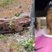 Acidente f4t4l: motociclista perde controle e bate em poste na estrada em Itacoatiara