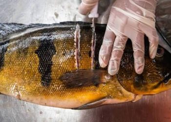 Contaminação por mercúrio atinge peixes e comunidades, e MPF cobra ação na Amazônia