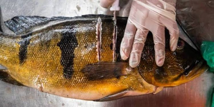 Contaminação por mercúrio atinge peixes e comunidades, e MPF cobra ação na Amazônia