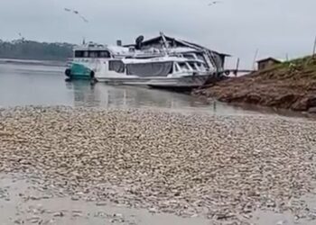 Vídeo: falta de oxigênio pode ter matad0 milhares de peixes filmados sem vida no Amazonas
