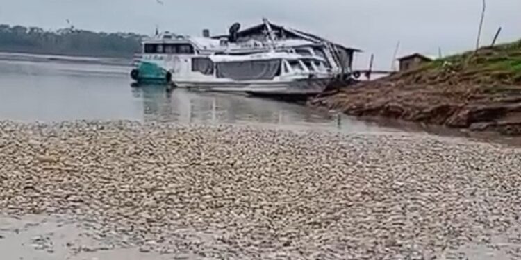 Vídeo: falta de oxigênio pode ter matad0 milhares de peixes filmados sem vida no Amazonas