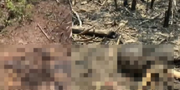 Vídeo forte: ossada humana queimada é encontrada na mata que pegou fogo em Iranduba