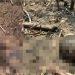 Vídeo forte: ossada humana queimada é encontrada na mata que pegou fogo em Iranduba