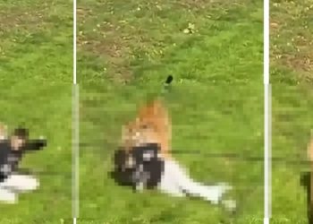 Vídeo forte: homem entra em recinto do tigre e m0rre diante dos visitantes no zoológico