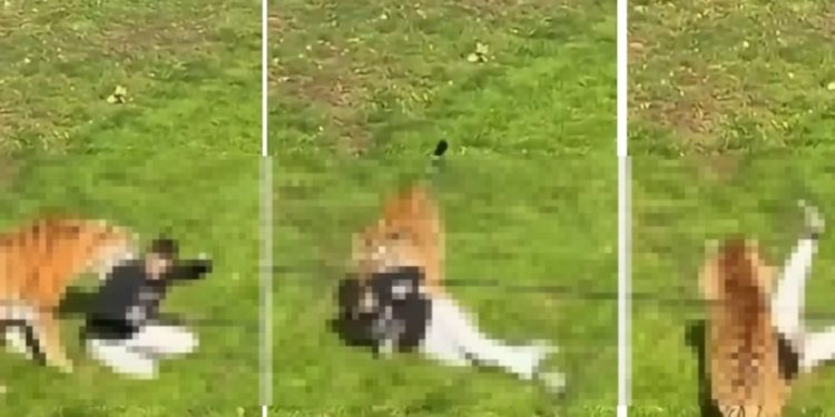 Vídeo forte: homem entra em recinto do tigre e m0rre diante dos visitantes no zoológico