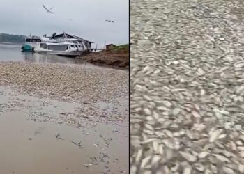 Pescadores filmam milhares de peixes m0rtos em meio à seca no interior do Amazonas