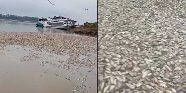 Pescadores filmam milhares de peixes m0rtos em meio à seca no interior do Amazonas