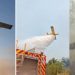 Vídeo gravado por bombeiros do Amazonas mostra momento em que aviões jogam água nos incêndios