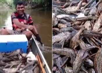 Vídeo: homem joga malhadeira e pesca fartura de bodó no interior do Amazonas