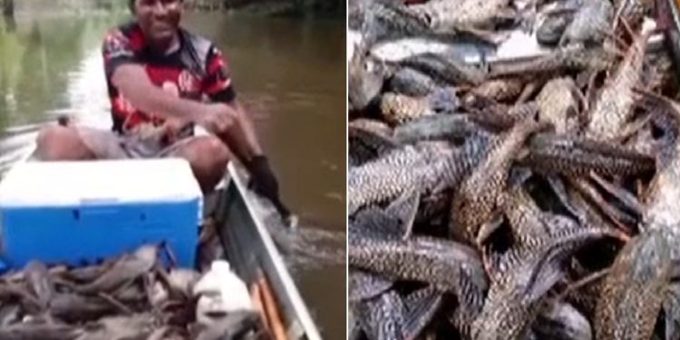 Vídeo: homem joga malhadeira e pesca fartura de bodó no interior do Amazonas