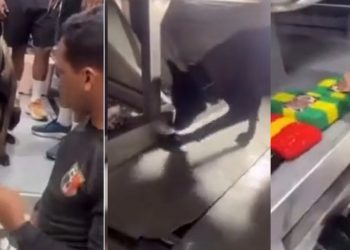Vídeo: veja momento em que o cão “Xerife” encontra dr0ga dentro de barco no Amazonas
