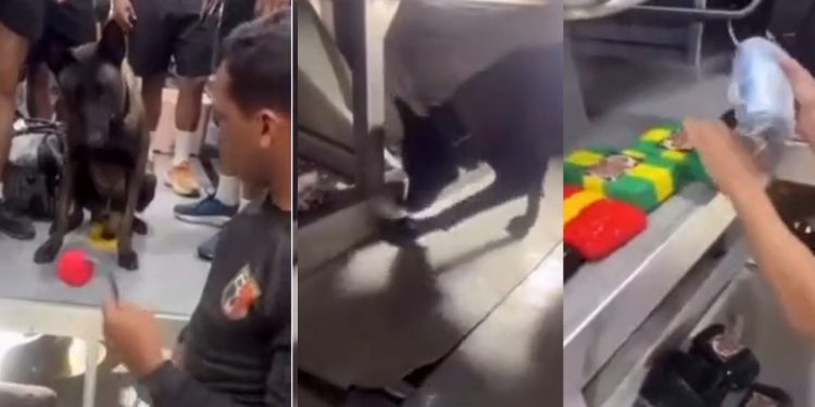 Vídeo: veja momento em que o cão “Xerife” encontra dr0ga dentro de barco no Amazonas