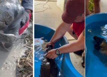 Vídeo: m0rre filhote de peixe-boi resgatado debilitado em área seca do interior do Amazonas