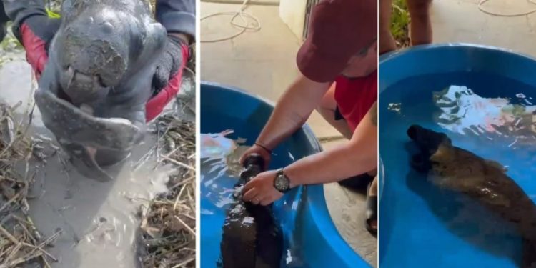 Vídeo: m0rre filhote de peixe-boi resgatado debilitado em área seca do interior do Amazonas