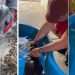 Vídeo: m0rre filhote de peixe-boi resgatado debilitado em área seca do interior do Amazonas