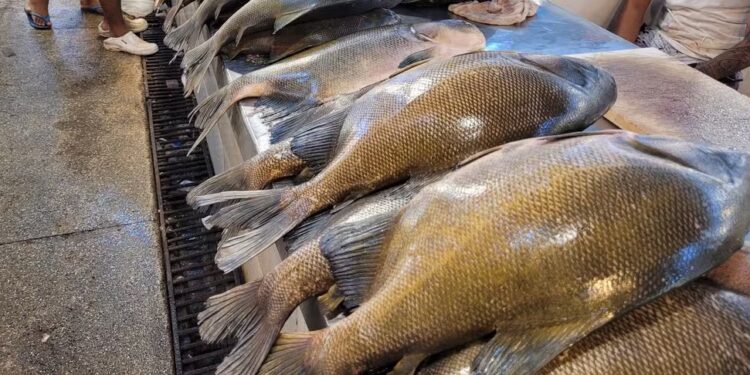 Pesca do tambaqui continua liberada no Amazonas, afirma ministro da Pesca e Aquicultura