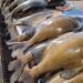 Pesca do tambaqui continua liberada no Amazonas, afirma ministro da Pesca e Aquicultura