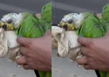 Em meio ao fogo, papagaio com queimaduras é encontrado por equipes de combate às queimadas no Amazonas