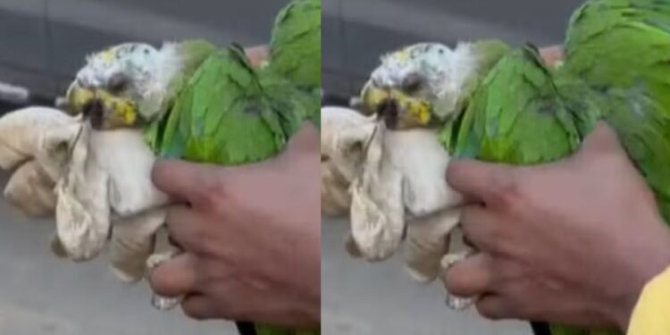 Em meio ao fogo, papagaio com queimaduras é encontrado por equipes de combate às queimadas no Amazonas
