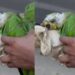 Em meio ao fogo, papagaio com queimaduras é encontrado por equipes de combate às queimadas no Amazonas